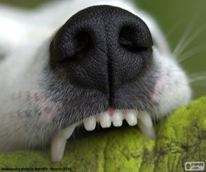 yapboz Köpeğin burnu